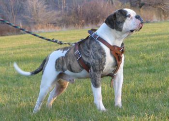 Best Harness For American Bulldog