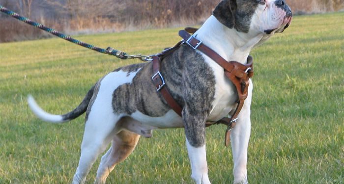 Best Harness For American Bulldog