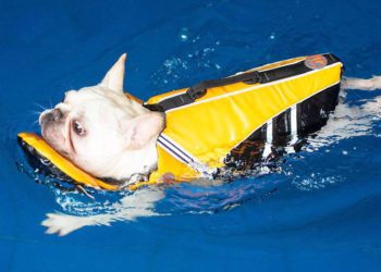 Best Life Jackets For French Bulldogs
