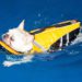 Best Life Jackets For French Bulldogs