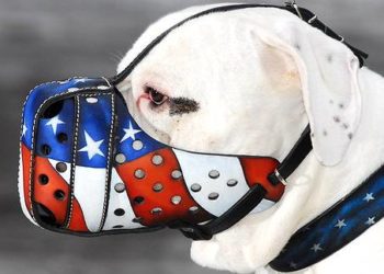 Best Muzzle For American Bulldog