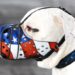 Best Muzzle For American Bulldog