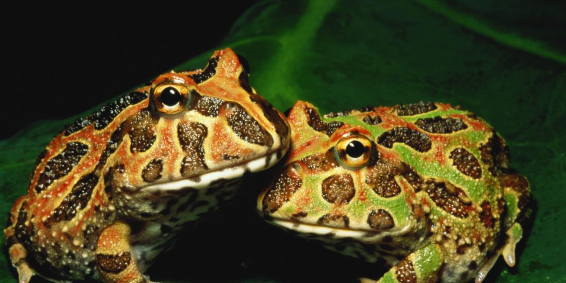 10 Best Plants For Pacman Frog MyPetCareJoy