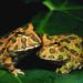Best Plants For Pacman Frog