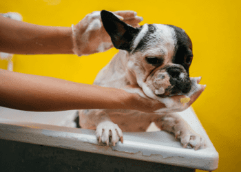 Best Shampoos For Bulldogs