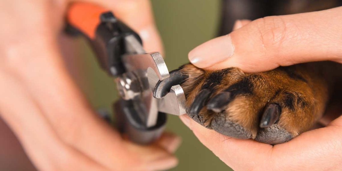 Best nail clippers for french bulldog