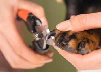 Best nail clippers for french bulldog