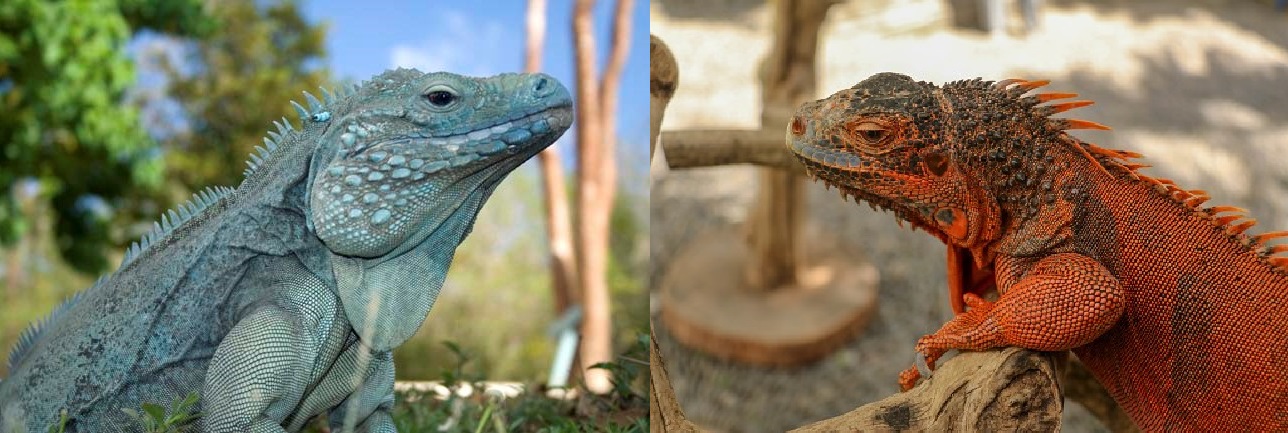 Blue Iguana vs Red Iguana | MyPetCareJoy