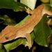Buying Guide For Crested Geckos