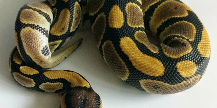 Can Ball-Python Eat Hamster