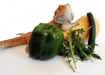 Can Bearded Dragon Eat Peppers