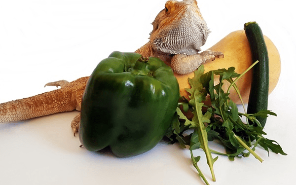Can Bearded Dragon Eat Peppers