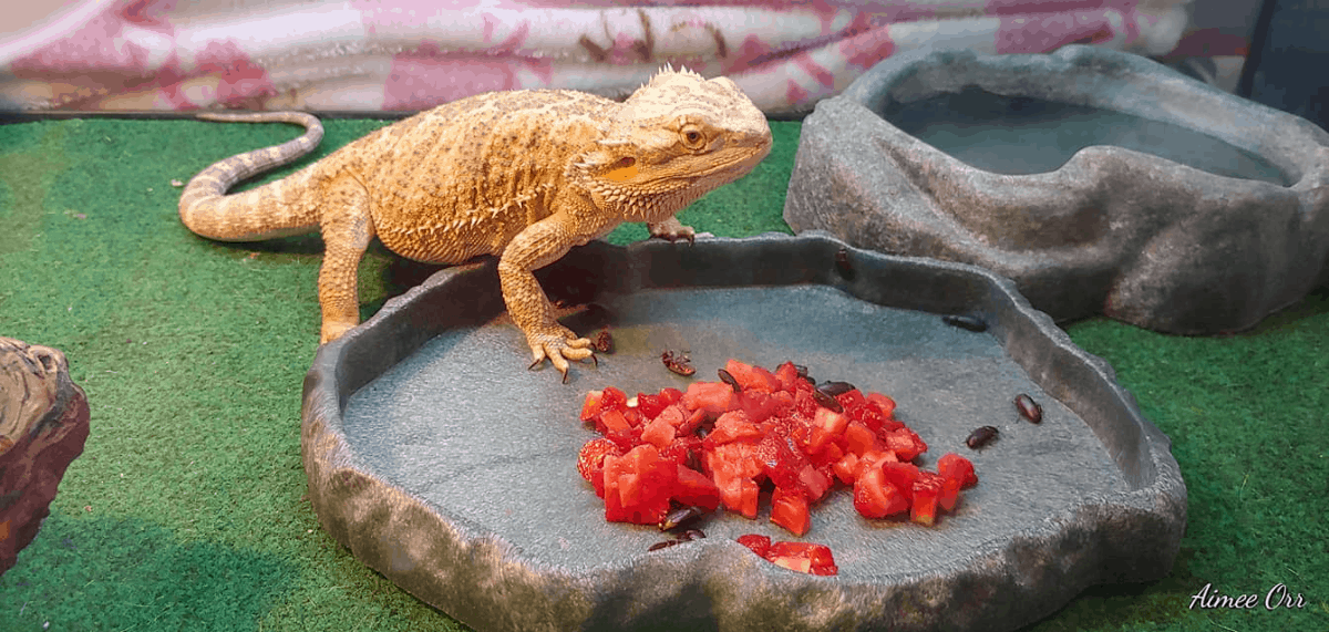 Can Bearded Dragon Eat Peppers? MyPetCareJoy