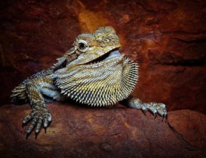 Can Bearded-Dragons Eat Apples