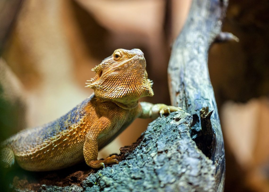 What Is a Bearded Dragon’s Life Cycle? Explained MyPetCareJoy