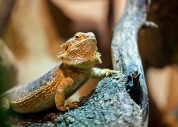 Can Bearded Dragons Eat Raisins