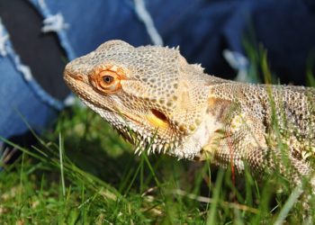 Can Bearded Dragons Eat Wheatgrass