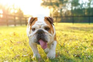 Can Bulldogs Live Outside