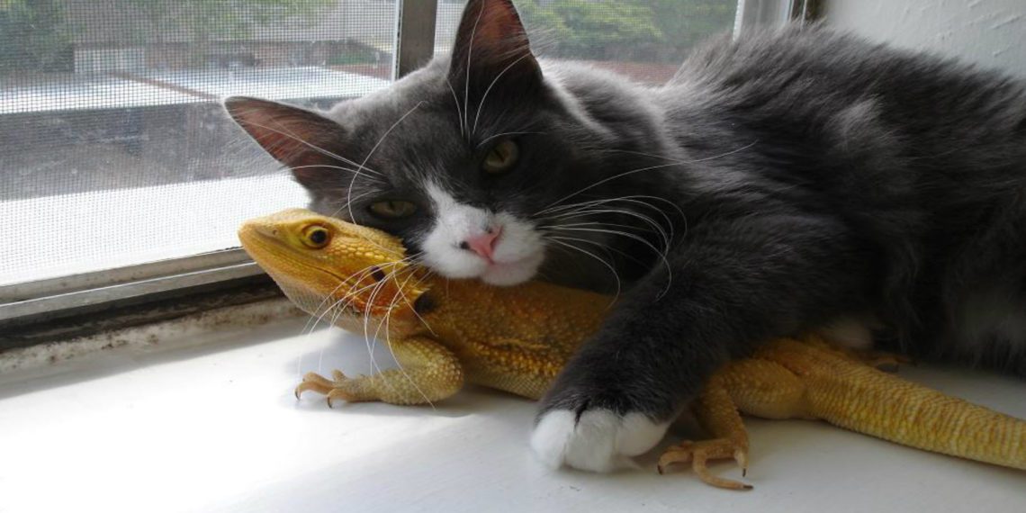 Can Cats And Bearded Dragons Get Along? MyPetCareJoy