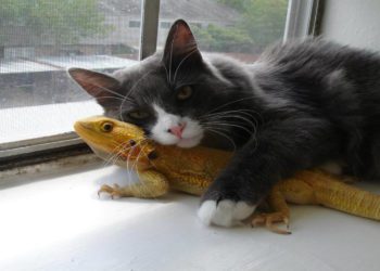Can Cats And Bearded-Dragons Get Along