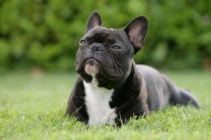 Can French-Bulldogs Live Outside in Hot or Cold Weather