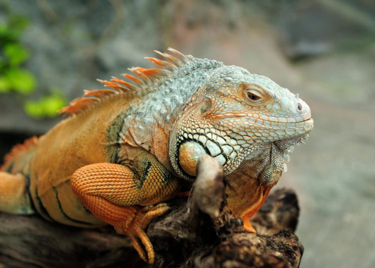 Do Iguanas Changes Color? MyPetCareJoy