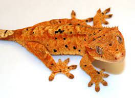 Crested Gecko Getting Black Spots