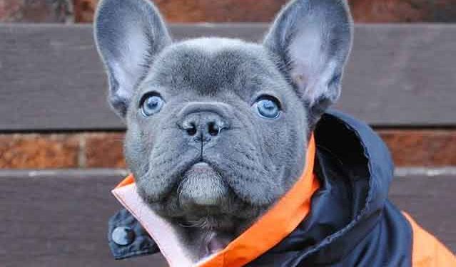 Do French Bulldogs Eyes Change Color From Blue