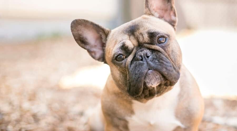 Everything About French Bulldog Allergies MyPetCareJoy