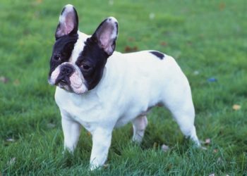 Everything About French Bulldog Allergies