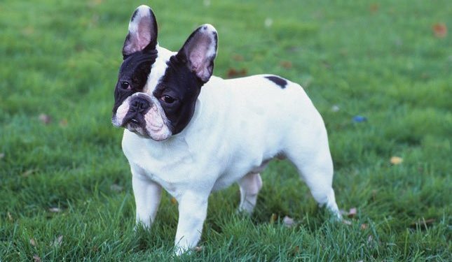 Everything About French Bulldog Allergies