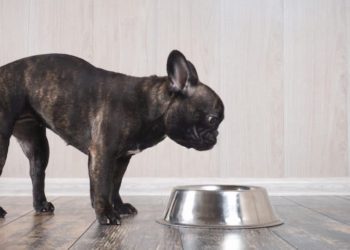 French-Bulldog Raw Food Diet