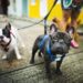 French Bulldog Walking Guide