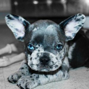 French Bulldogs Eyes Change Color From Blue