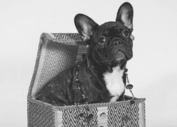 Gifts For French Bulldog Lovers