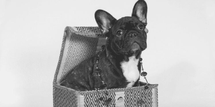 Gifts For French Bulldog Lovers