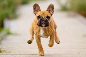 How Fast Can A French-Bulldog Run