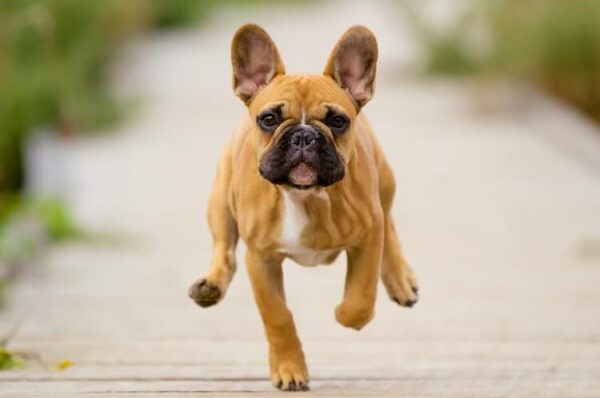 How Fast Can A French Bulldog Run Mypetcarejoy