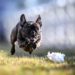How Fast Can A French Bulldog Run