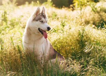 How To Keep Malamute Cool In Hot Weather