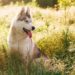 How To Keep Malamute Cool In Hot Weather