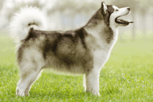 Keep Malamute Cool In Hot Weather