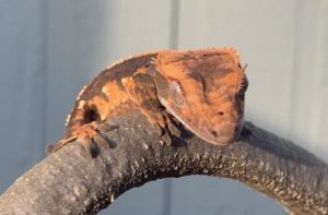 My-Crested-Gecko Is Not Moving