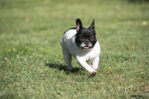 My French Bulldog So Hyper