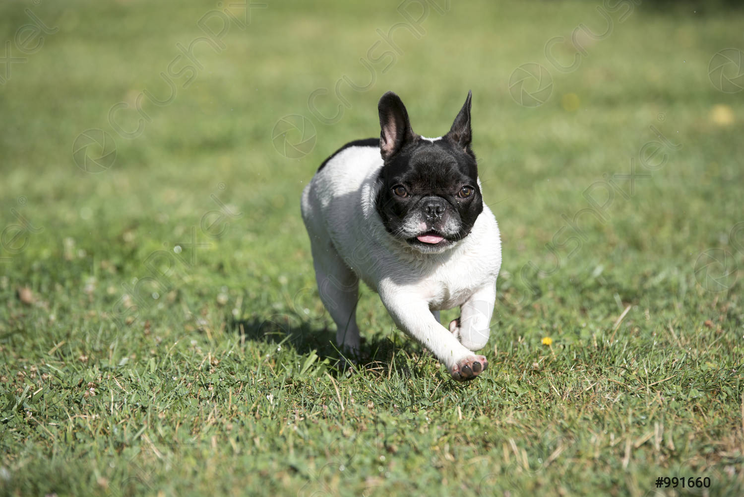 Why Does My French Bulldog Keep Scratching His Ears? MyPetCareJoy