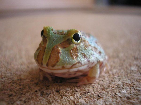 Pacman Frog 