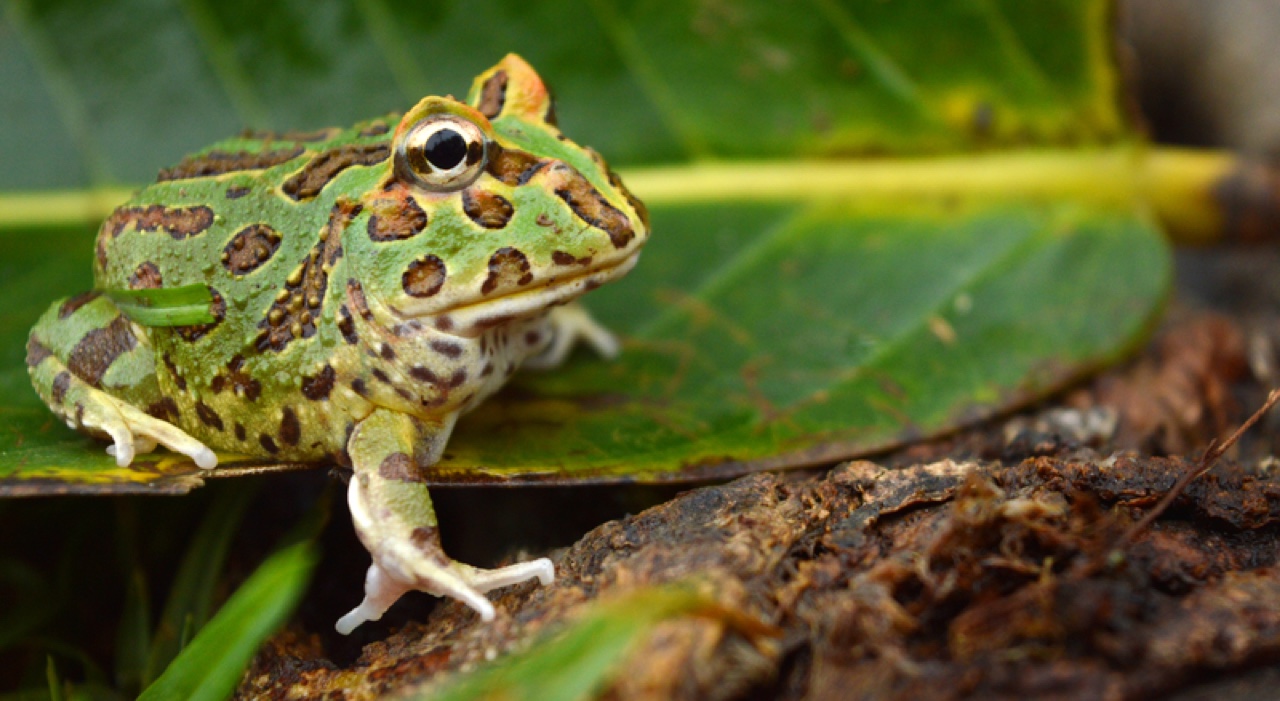 pacman frog safe plants