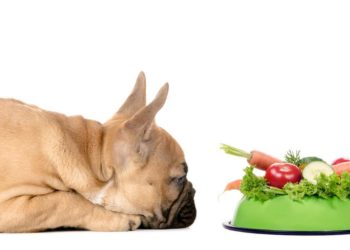 What Vegetables Can French Bulldogs Eat