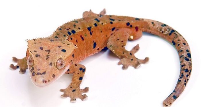 Why Crested Gecko Getting Black Spots