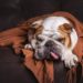 Why Do Bulldogs Sleep So Much